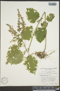 Scutellaria ovata image