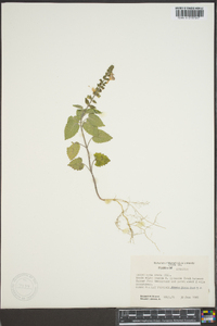 Scutellaria ovata image