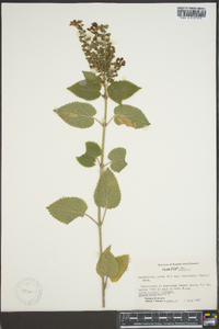 Scutellaria ovata image