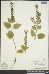 Scutellaria ovata image