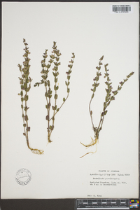 Scutellaria parvula image