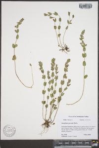 Scutellaria parvula image