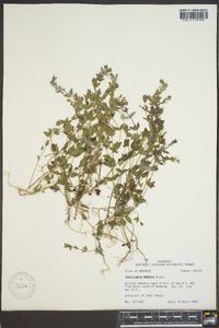 Scutellaria parvula image