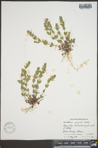 Scutellaria parvula image