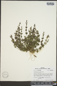 Scutellaria parvula image