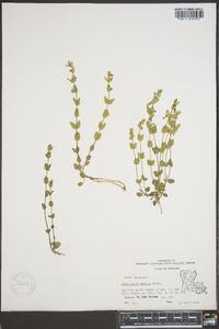 Scutellaria parvula image