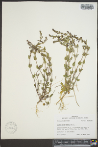 Scutellaria parvula image