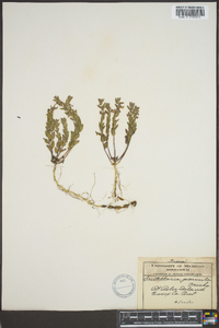 Scutellaria parvula image