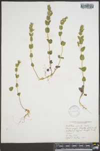 Scutellaria parvula image