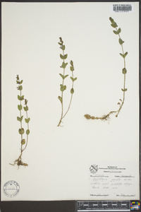 Scutellaria parvula image