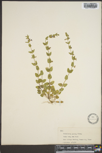 Scutellaria parvula image