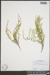 Scutellaria racemosa image