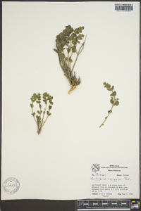 Scutellaria resinosa image