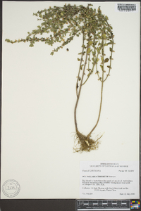 Scutellaria thieretii image