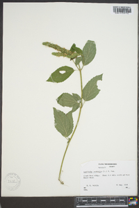 Agastache nepetoides image