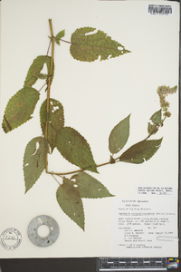 Agastache scrophulariifolia image