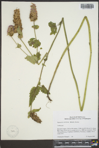 Agastache urticifolia image