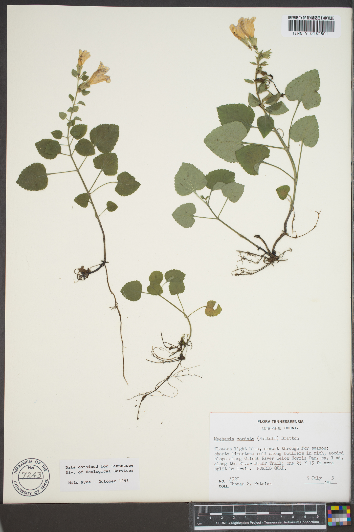 Meehania cordata image