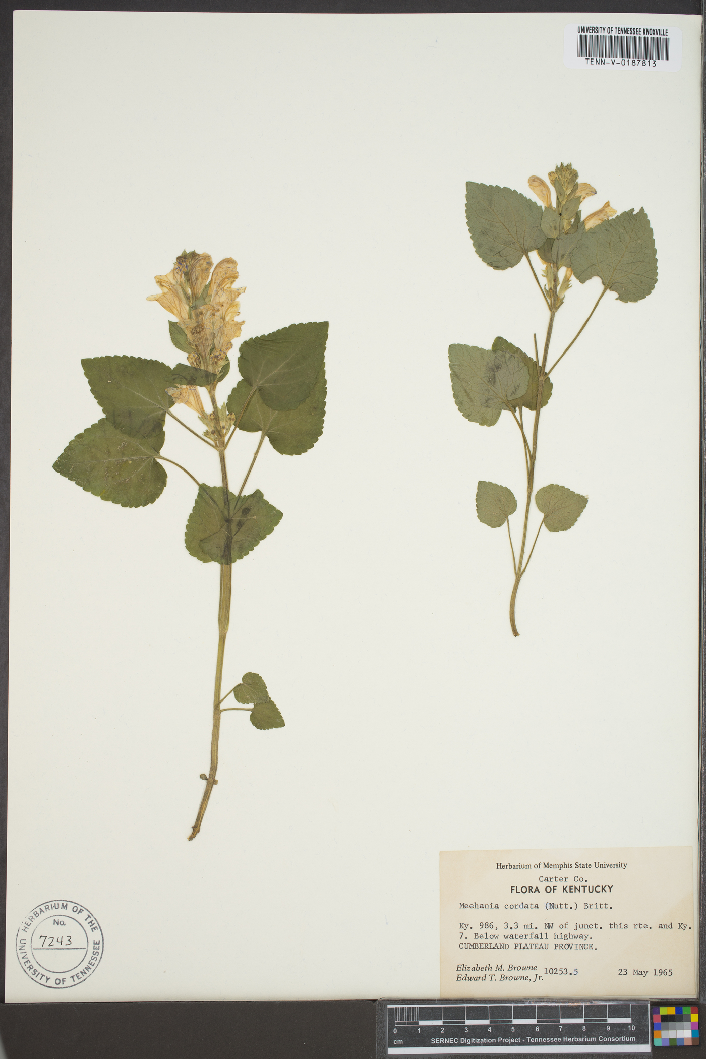 Meehania cordata image