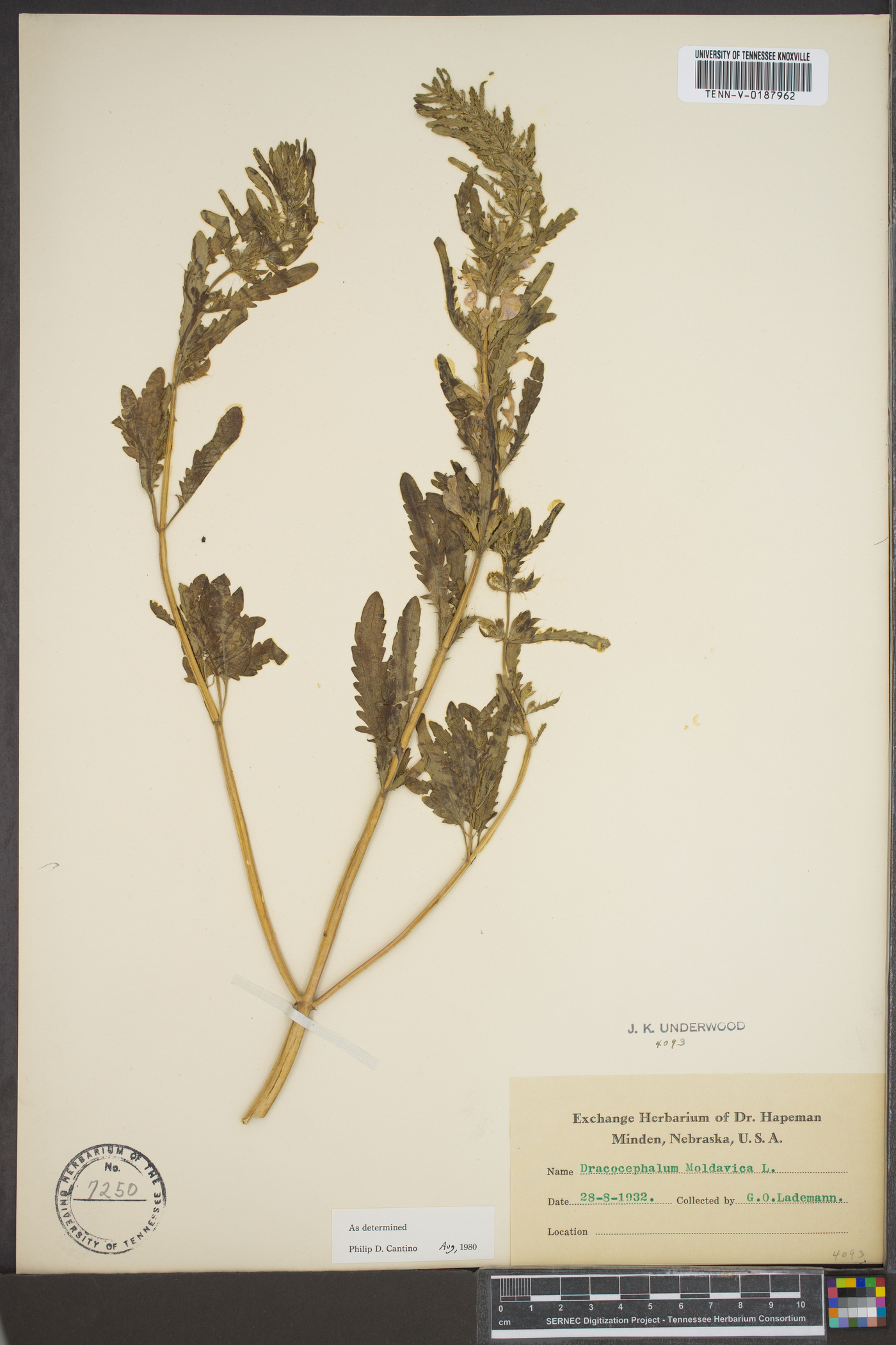 Dracocephalum moldavica image