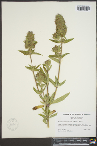 Dracocephalum parviflorum image