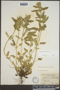 Dracocephalum parviflorum image