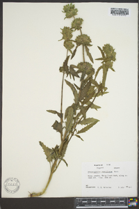 Dracocephalum parviflorum image