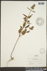 Prunella vulgaris subsp. lanceolata image