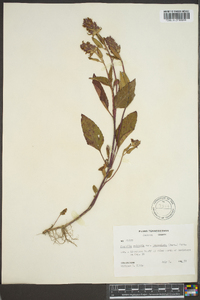 Prunella vulgaris subsp. lanceolata image