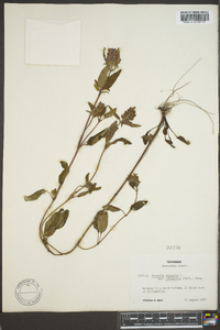 Prunella vulgaris subsp. lanceolata image