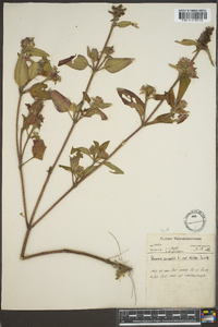 Prunella vulgaris var. hispida image