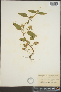 Prunella vulgaris subsp. lanceolata image