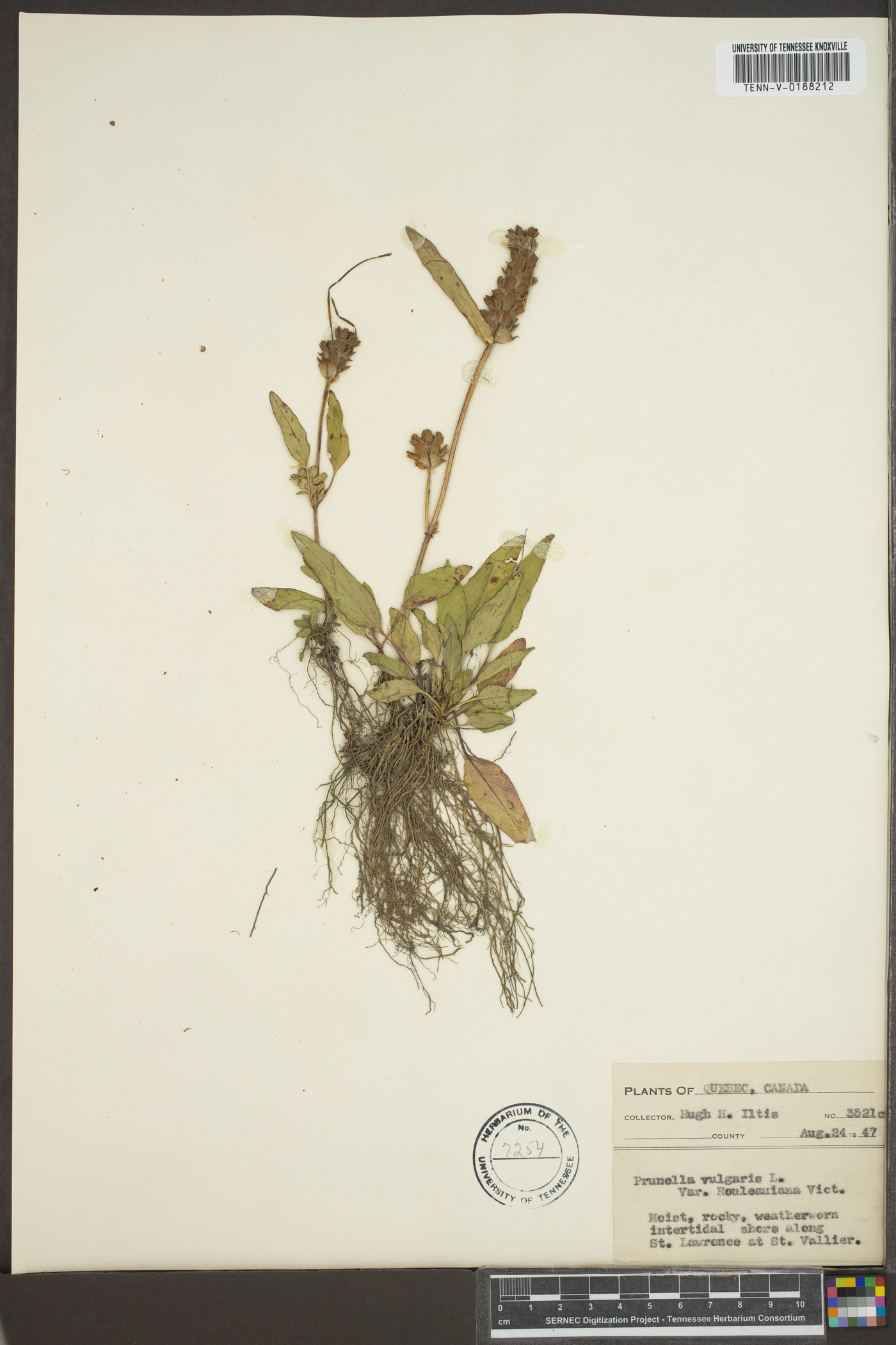 Prunella vulgaris var. rouleauiana image