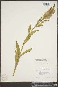 Physostegia virginiana image