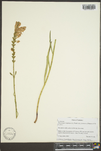 Physostegia virginiana image