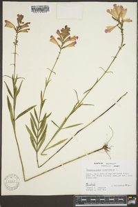 Dracocephalum virginianum image