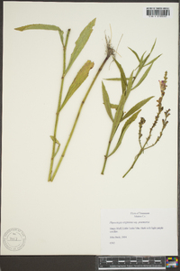 Physostegia virginiana image