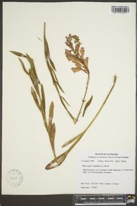 Physostegia virginiana image