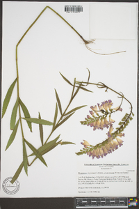 Physostegia virginiana image