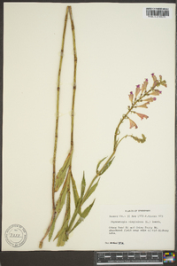 Physostegia virginiana image