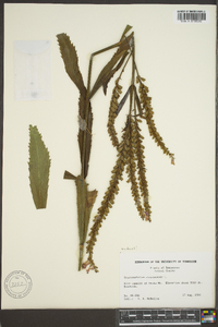 Physostegia virginiana image