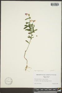 Physostegia virginiana image