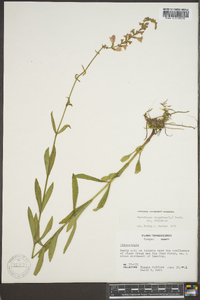 Physostegia virginiana image