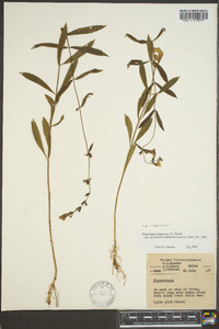 Physostegia virginiana image