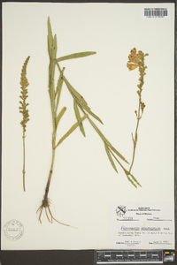 Physostegia angustifolia image