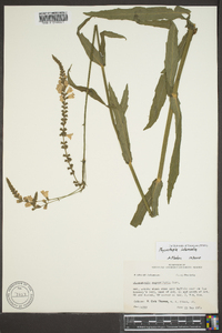 Physostegia intermedia image