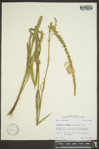 Physostegia intermedia image