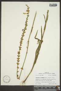 Physostegia intermedia image