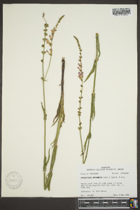 Physostegia intermedia image