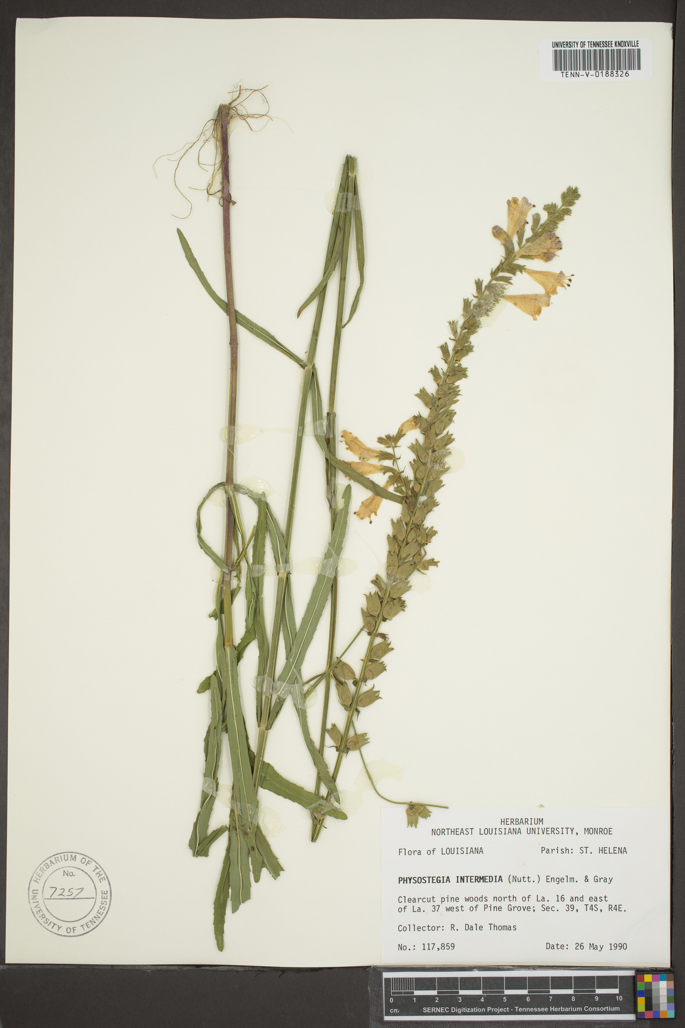 Physostegia intermedia image